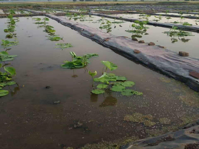 防滲膜之藕池防滲